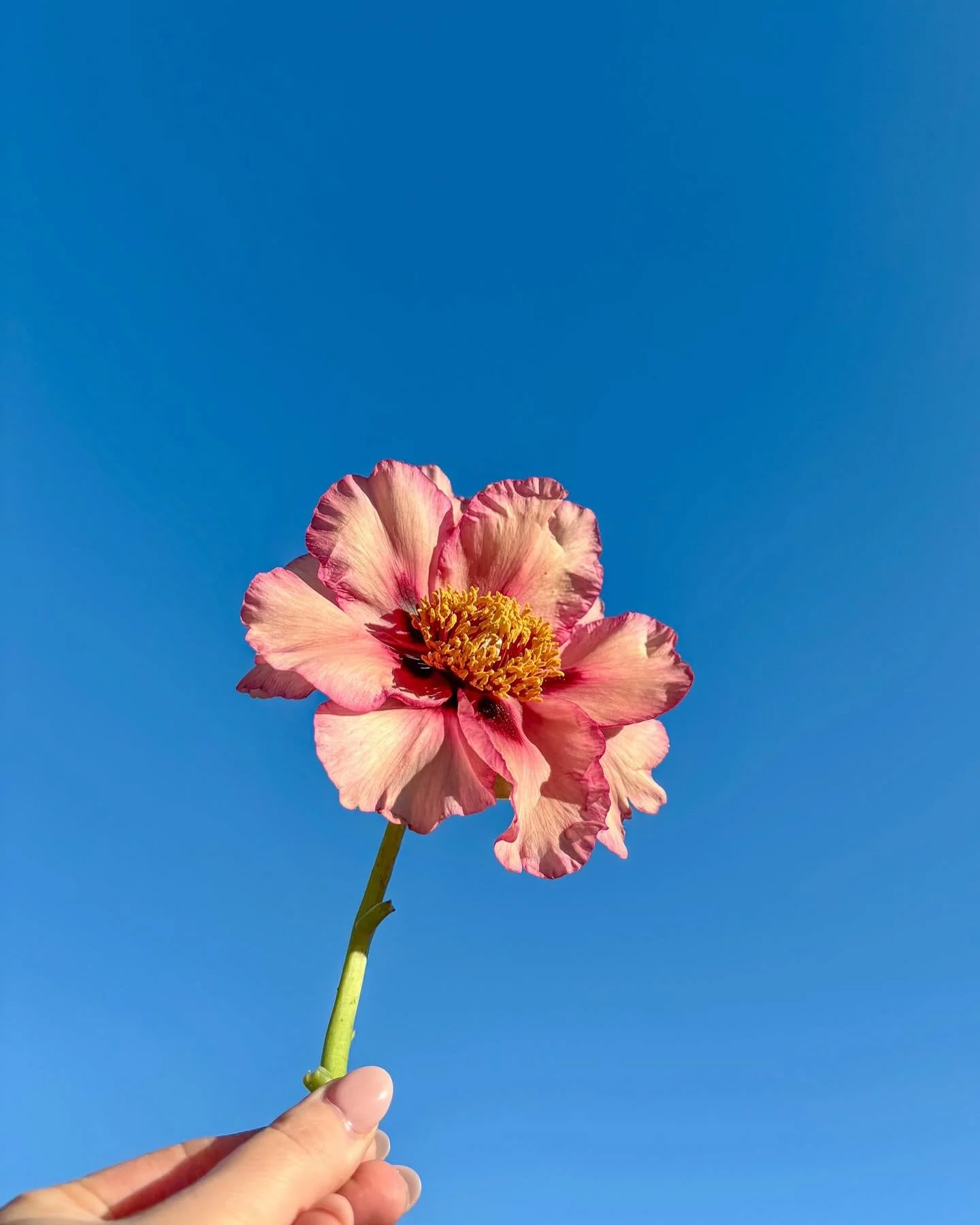 In all her glory 

When I was planning my birthday blooms, I knew I wanted to incorporate a lot of beautiful spring flowers that I don&rsquo;t work with much. The tree peony was one of these flowers ✨

She opened &amp; I took a million photos on a cl