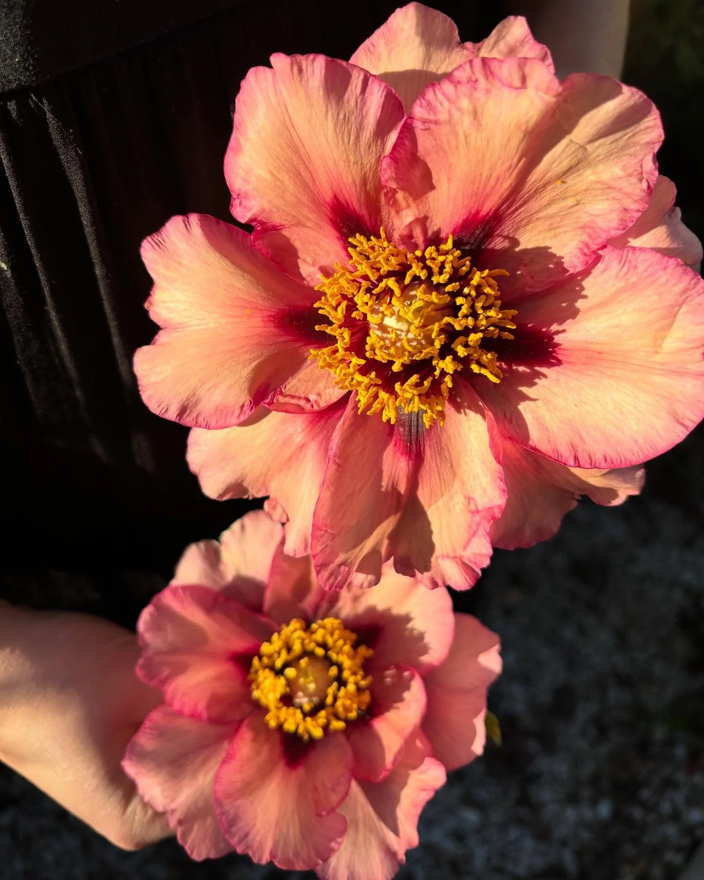Peony perfection ✨

Soaking up all the sunshine