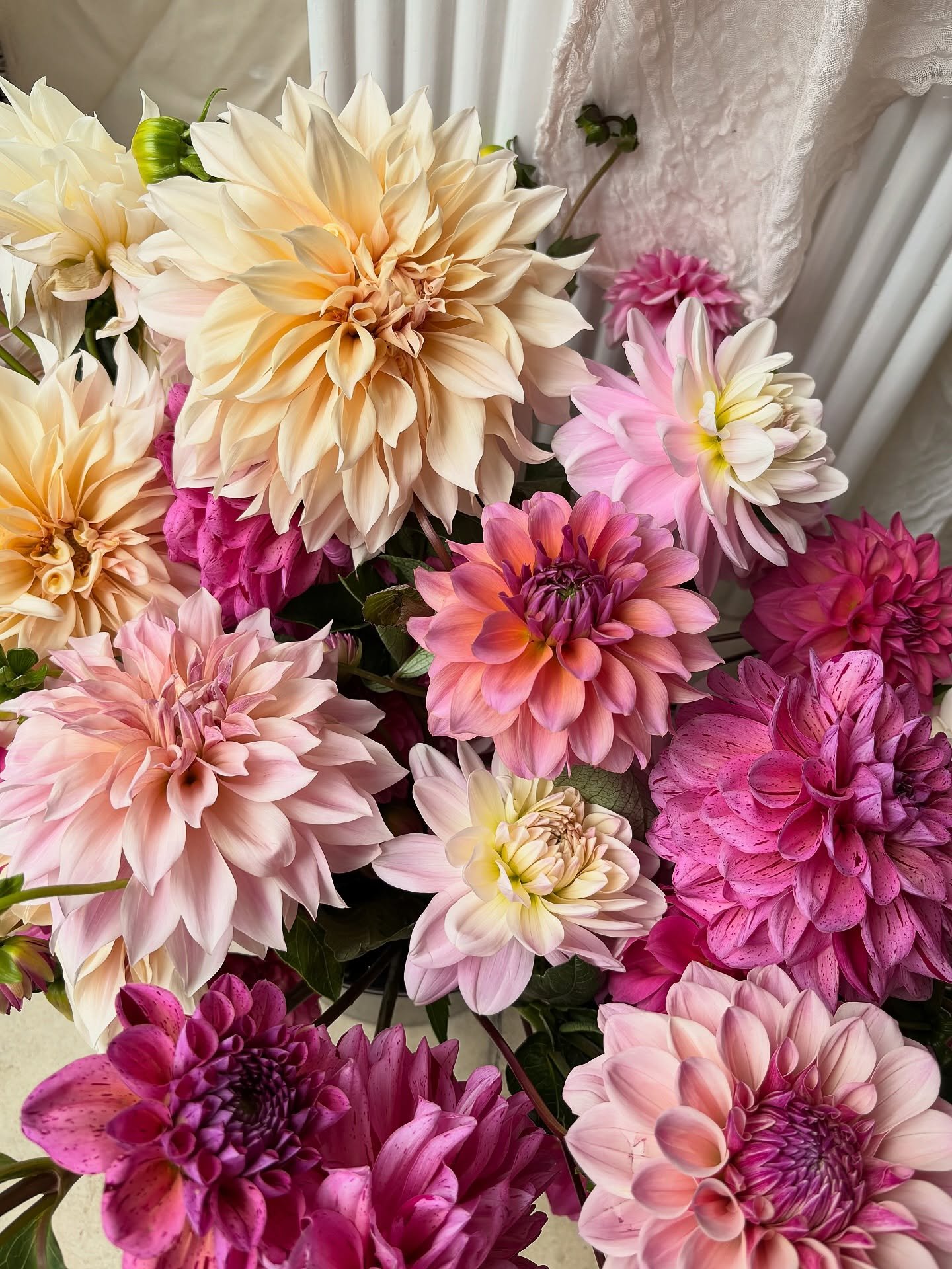 Forever adding dahlia varieties to my wishlist 💭
@gatherflowerfarm