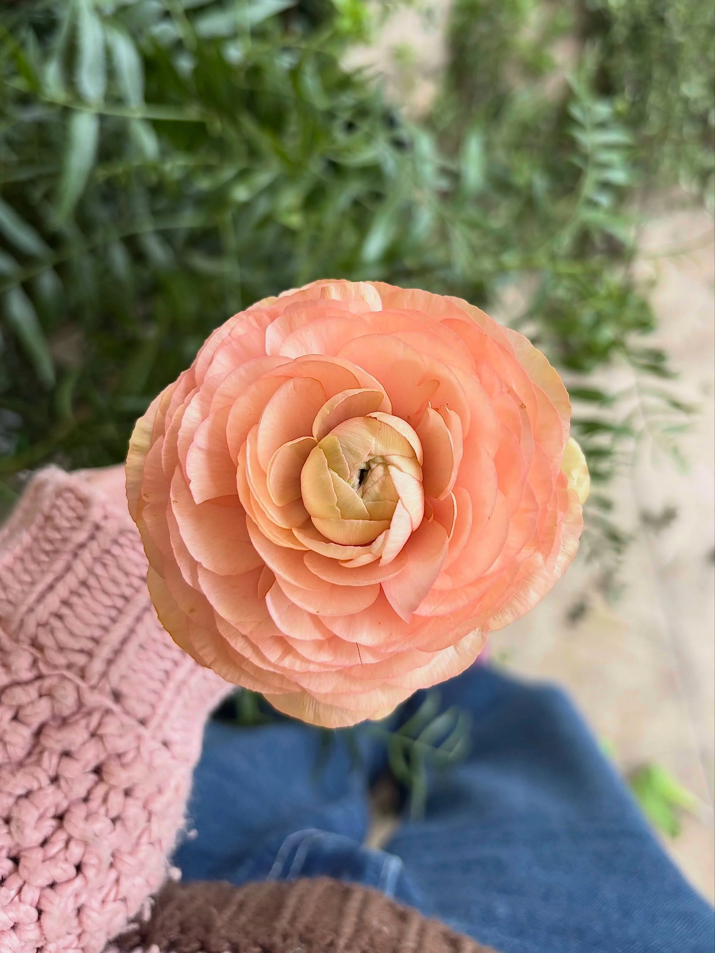 When I first started in floristry I worked with a lot of banksias &amp; proteas &amp; generally speaking, they were my first flower loves. 

Then I discovered peach ranuncs! They quickly became my favourite flower for a number of years because of the