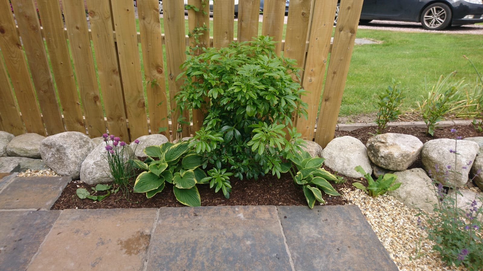 Image shows a garden fence with a small green shrub growing. The shrub is protected by some of shanlieves rockery stone edgings which are brown earthy hues. 