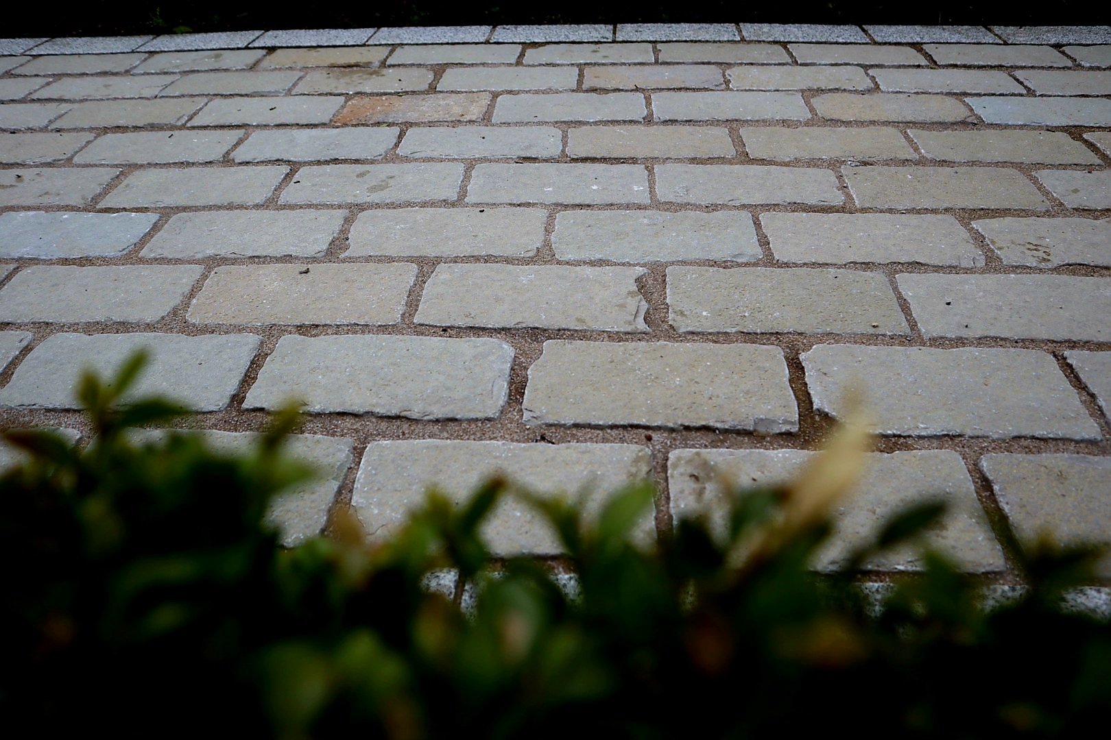 Image of Yellow Limestone Cobbles laid on a pathway in Newry with a small green bush beside the cobbles