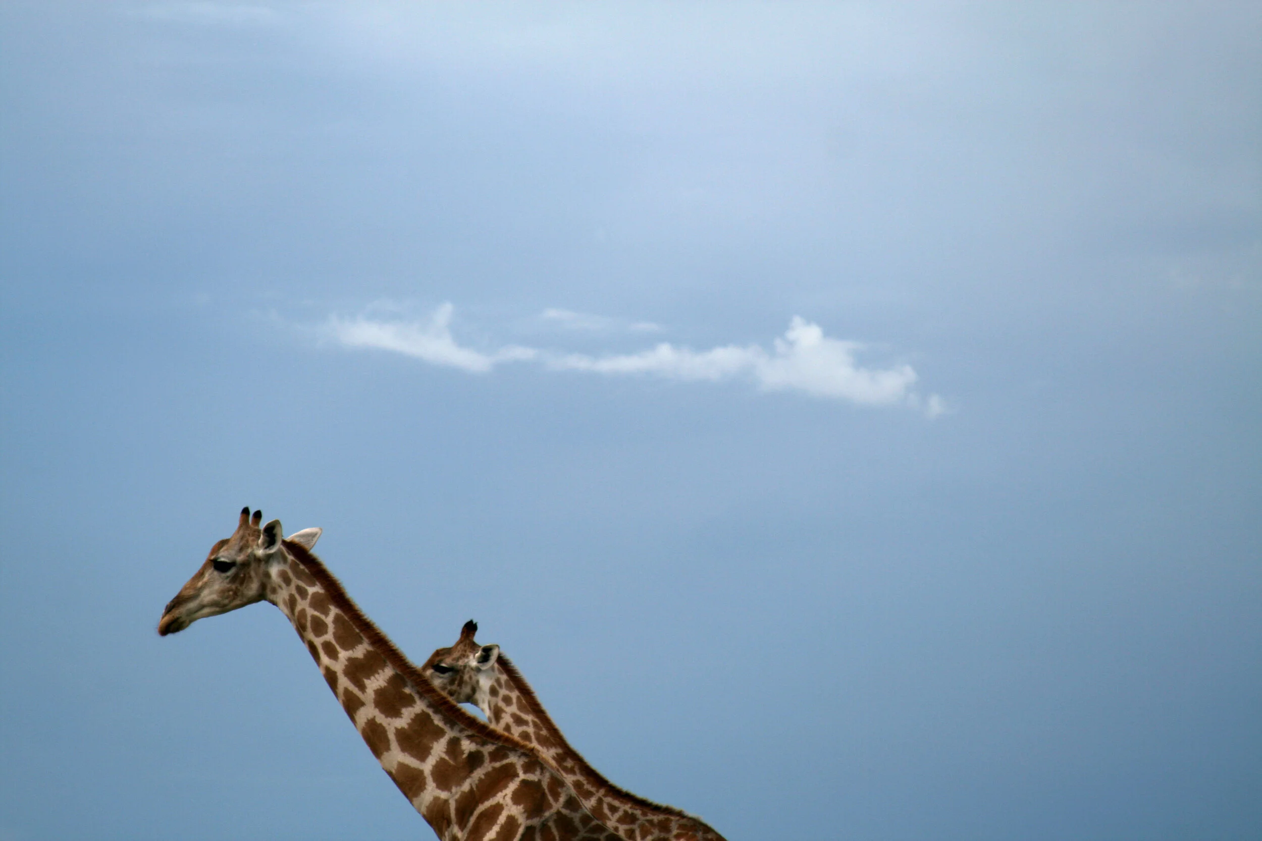 serra cafema III 263.jpg