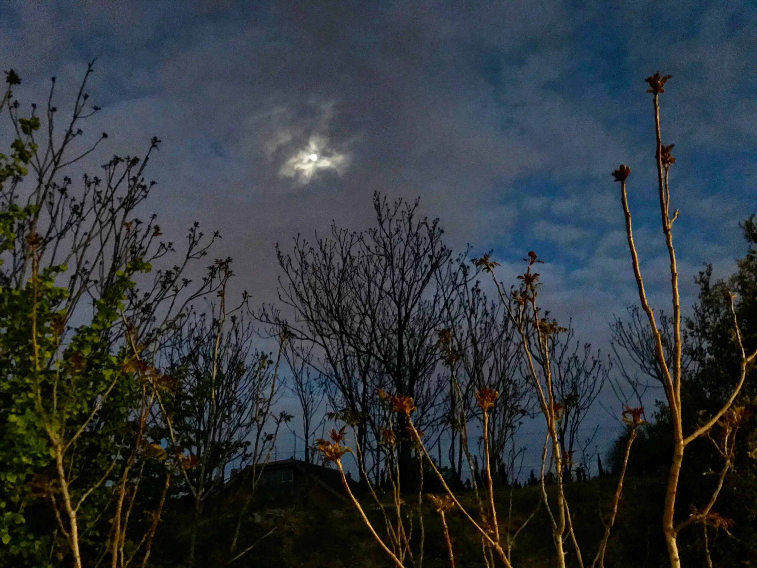 Fotos confinamiento 1 bis.JPG