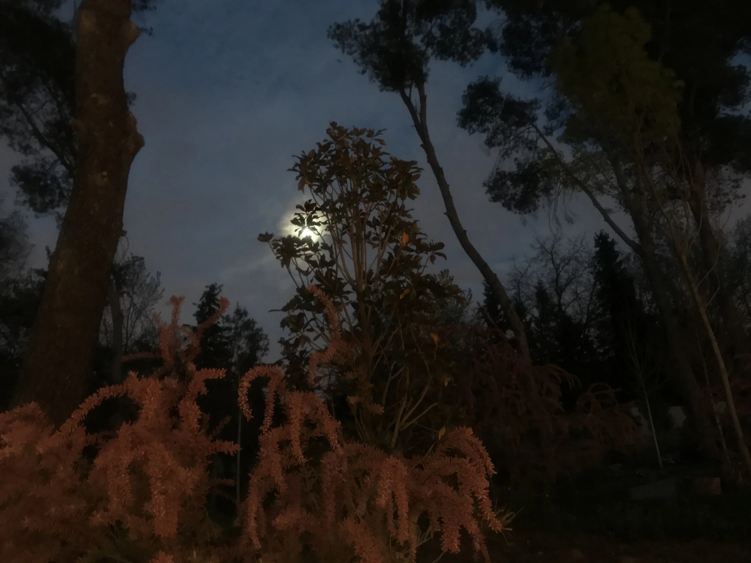 Fotos confinamiento 3.jpg