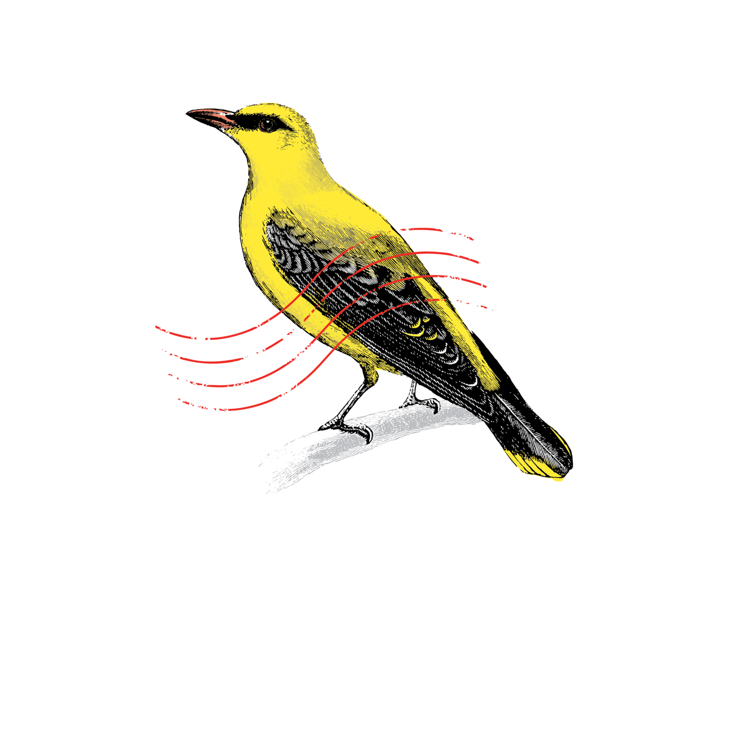 Oriole.png
