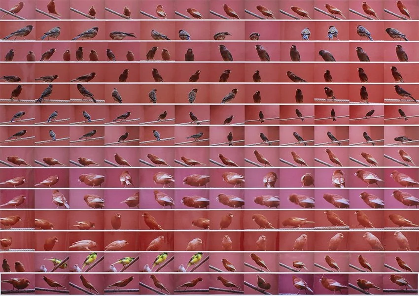 Bird Life [red 4], 2017-2021