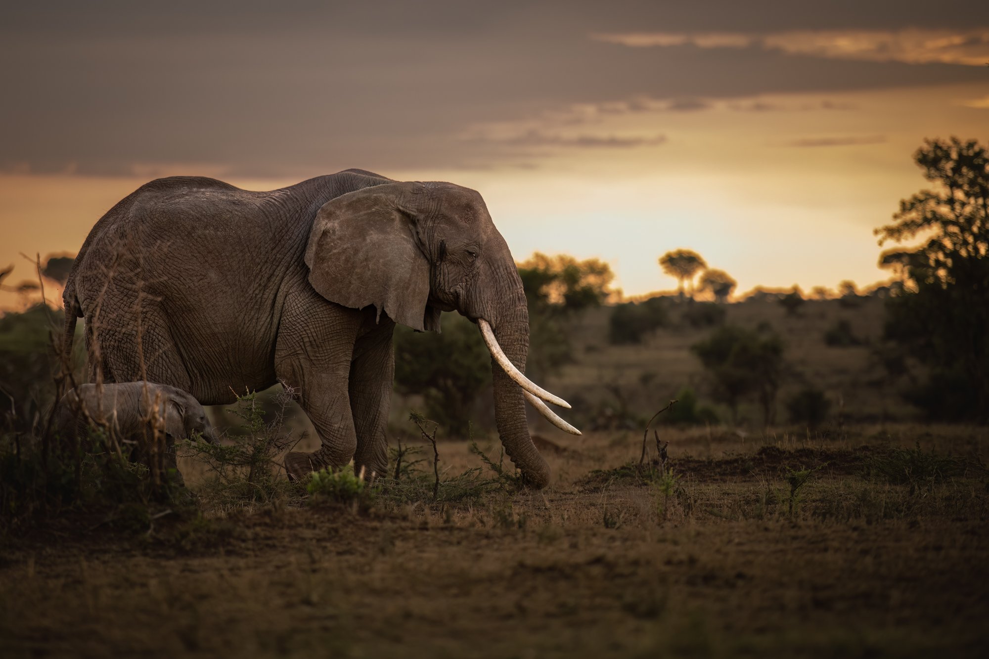 Singita Grumeti_Elephant Cow Large Tusks and Calf_Ross Couper.jpg