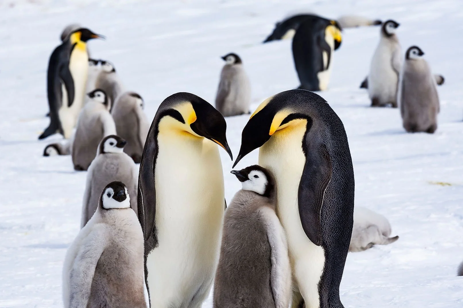 %C2%A9WhiteDesertAntarctica00059.jpg