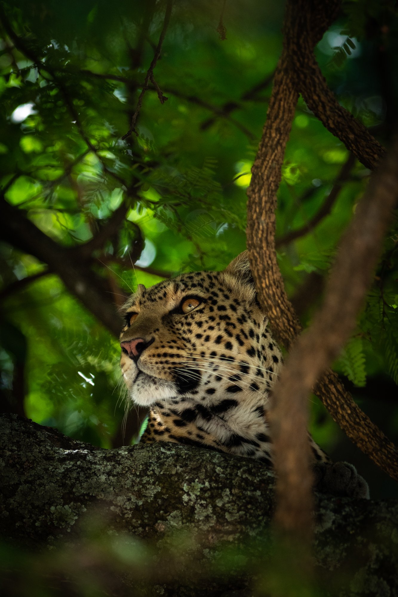 Singita Grumeti_Leopard in a Tree_Ross Couper.jpg