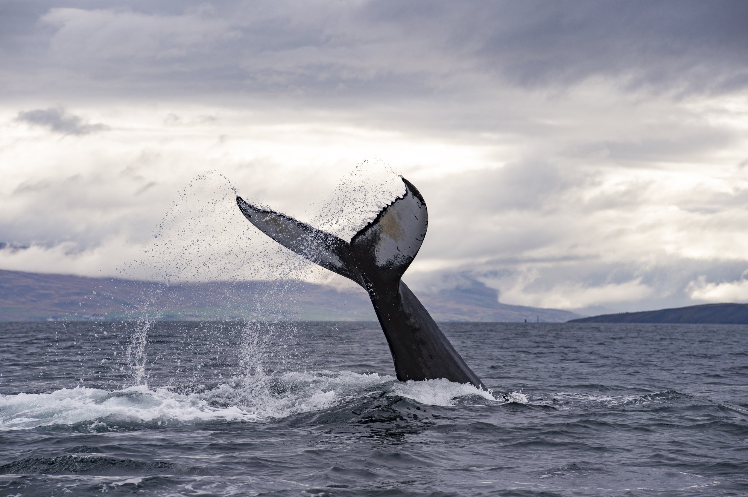 IcelandWhalewatching-4318.jpg