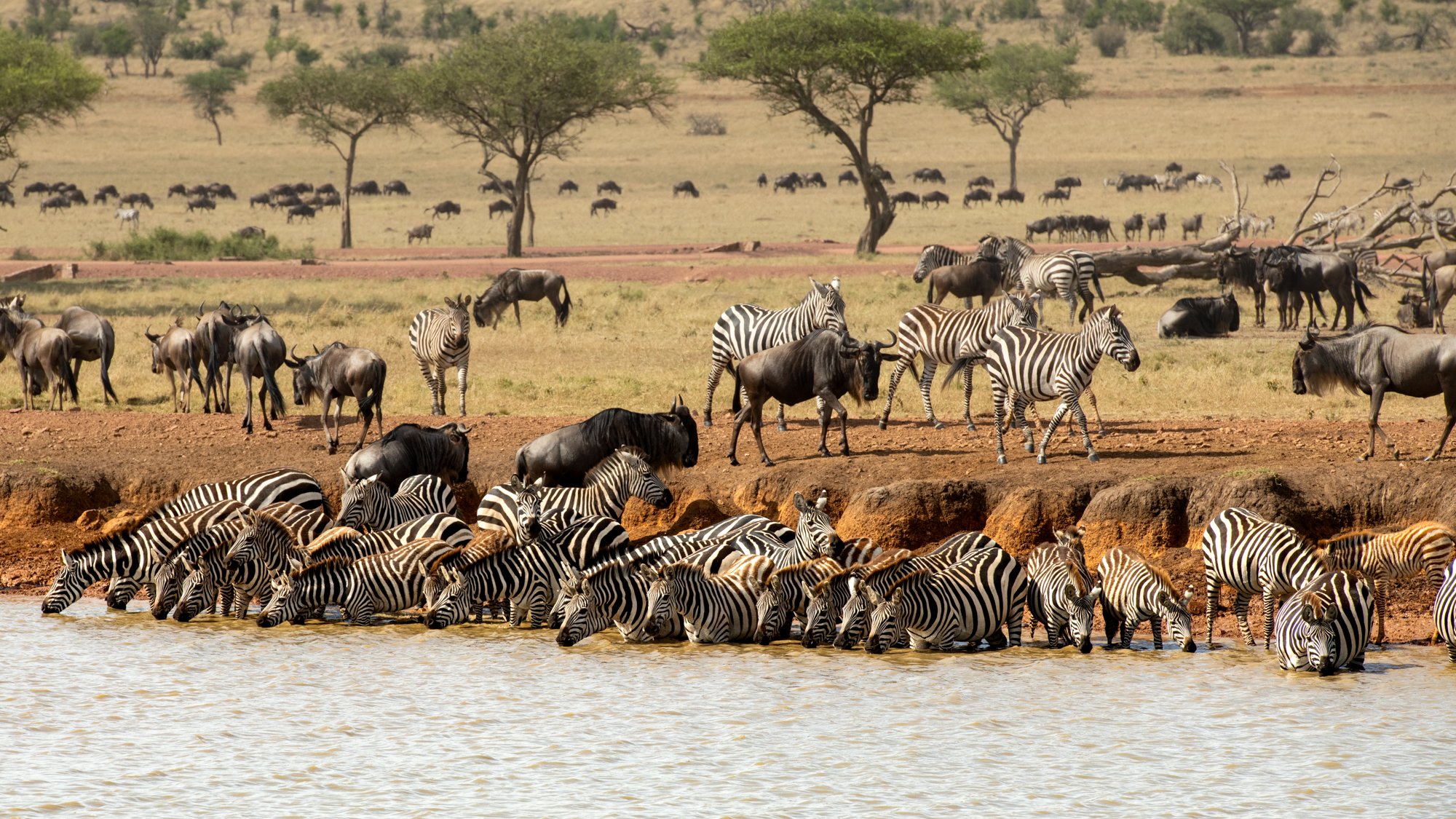 Singita Grumeti_Zebra and Wildebeest_Ross Couper.jpg
