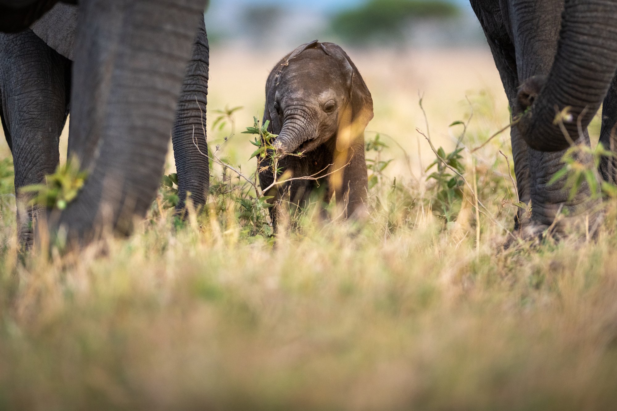 Singita Grumeti_Elephant Wildlife_Ross Couper.jpg