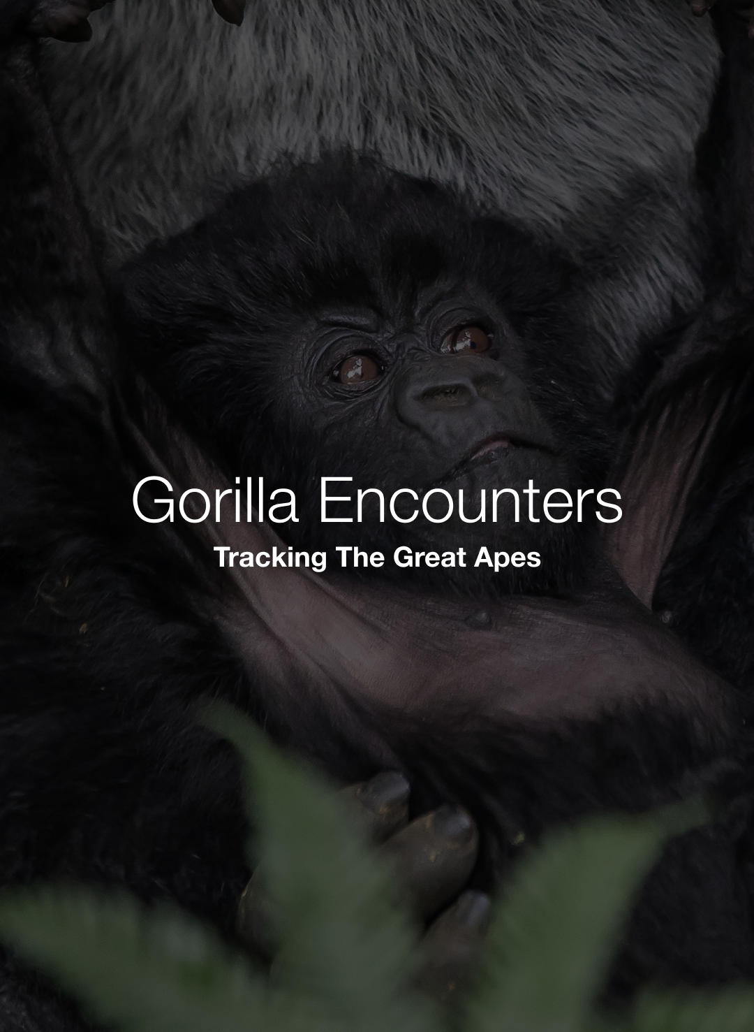 GorillaTrekking.png