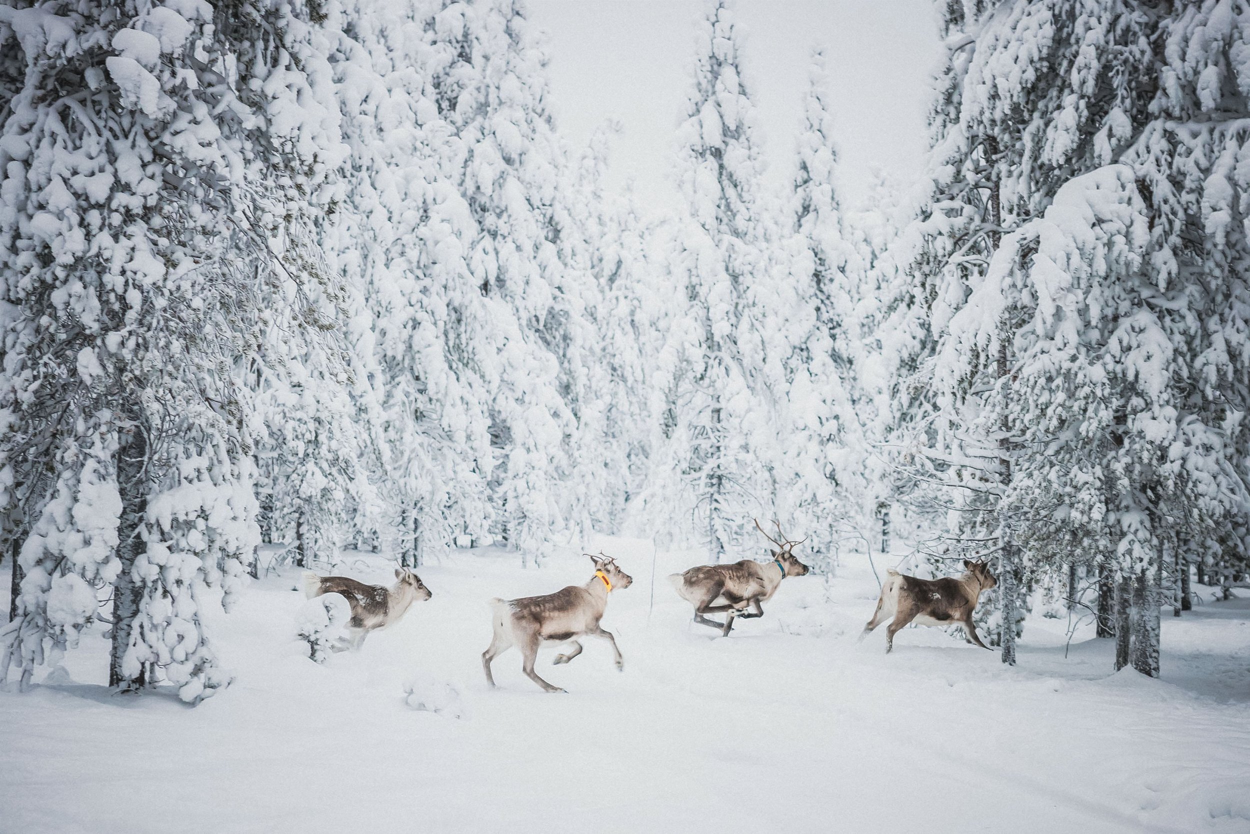 005OctolaPrivateWildernessWinter_Press.jpg
