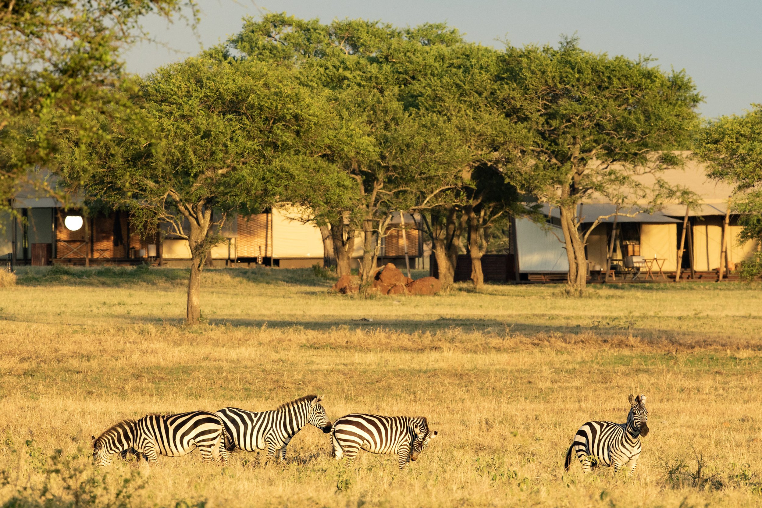 Singita Sabora Tented Camp_Zebra in the Camp.jpg