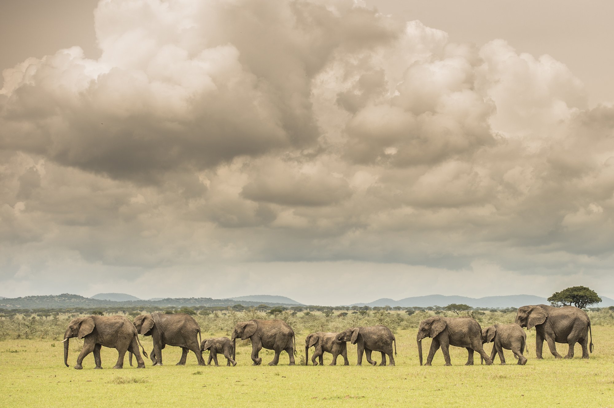 Singita Grumeti_Elephant_Ross Couper.jpg
