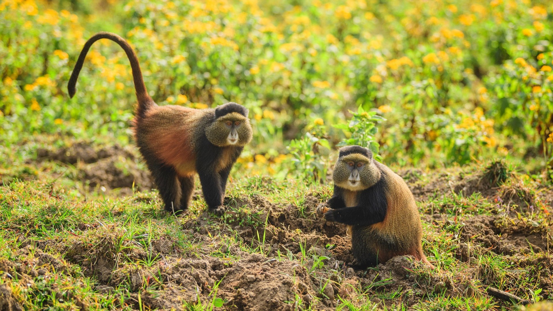 Ours._golden_monkeys_eating_leaves_in_Volcanoes_Nation_Park__Rwanda__1_.jpg