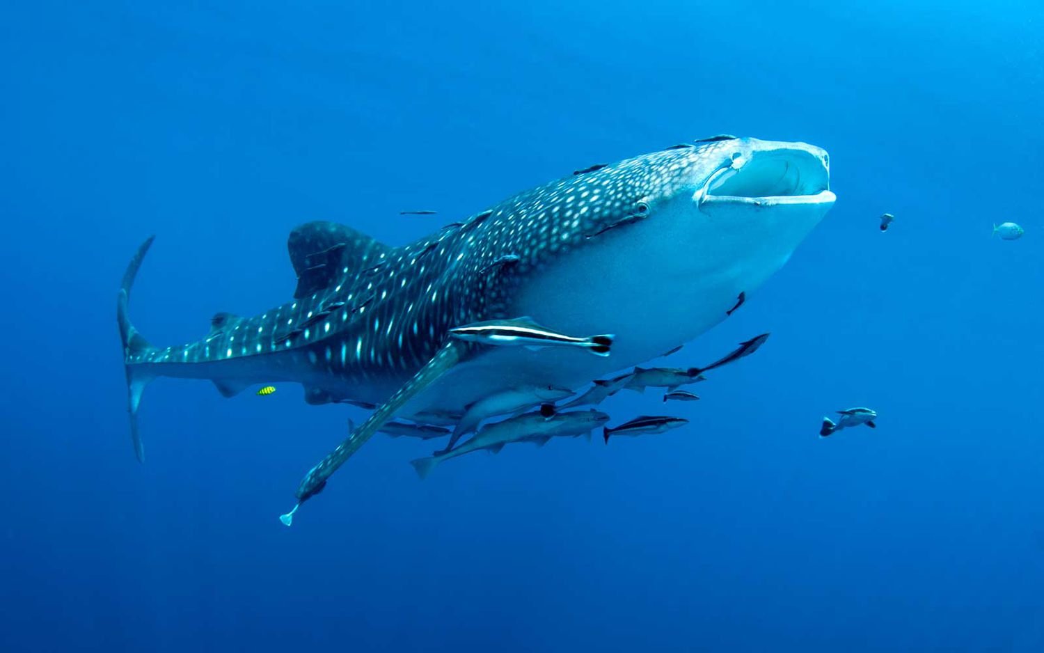 whalesharks-cenderawasih-bay-indonesia-WHALESHARKS0220-21de244da3c04bcfb373620a4f97f0f4.jpg