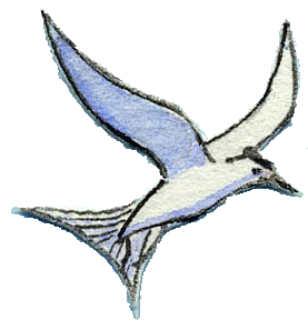 An illustration of a seagull flying