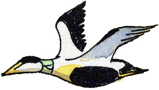 Illustration of a flying duck