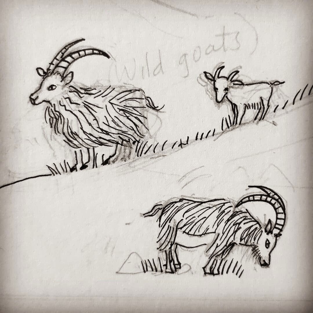 Wild goat drawing from a blog about making an illustrated map of Town and Kirk Yetholm