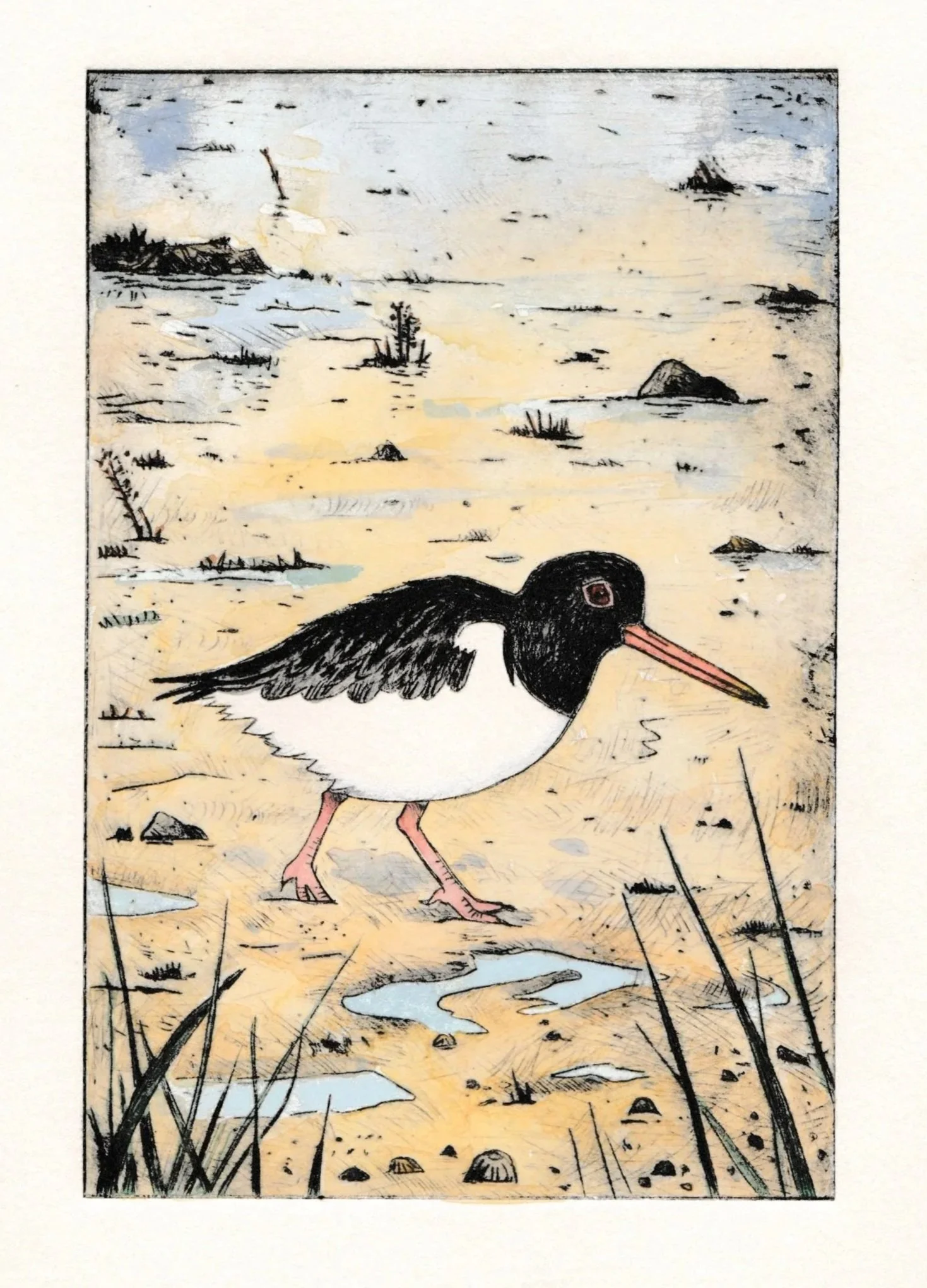 Oystercatcher - Drypoint with Watercolour - Original