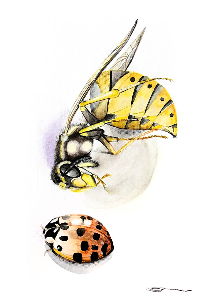 Wasp & Ladybird