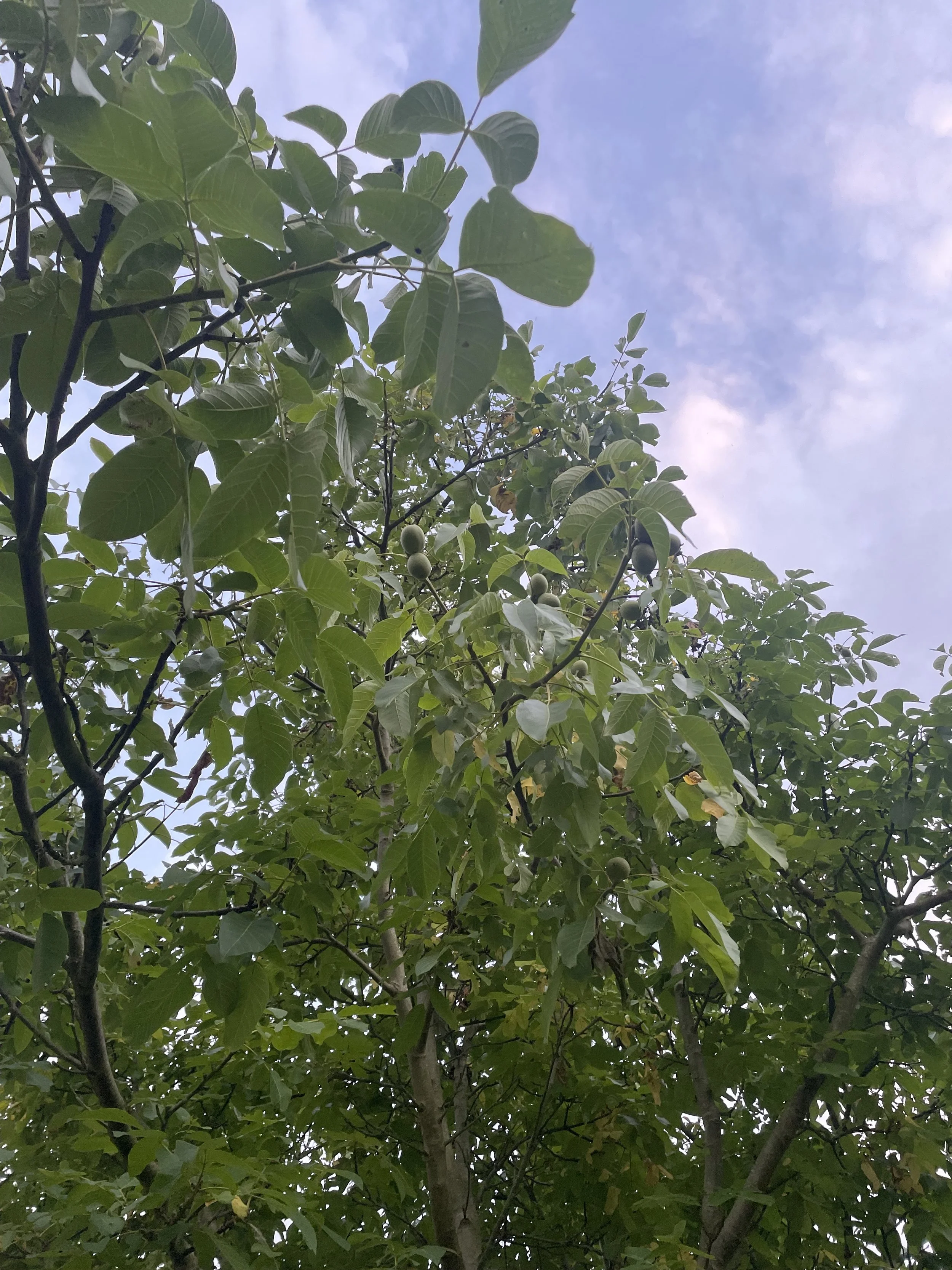 IMG_3242.jpeg