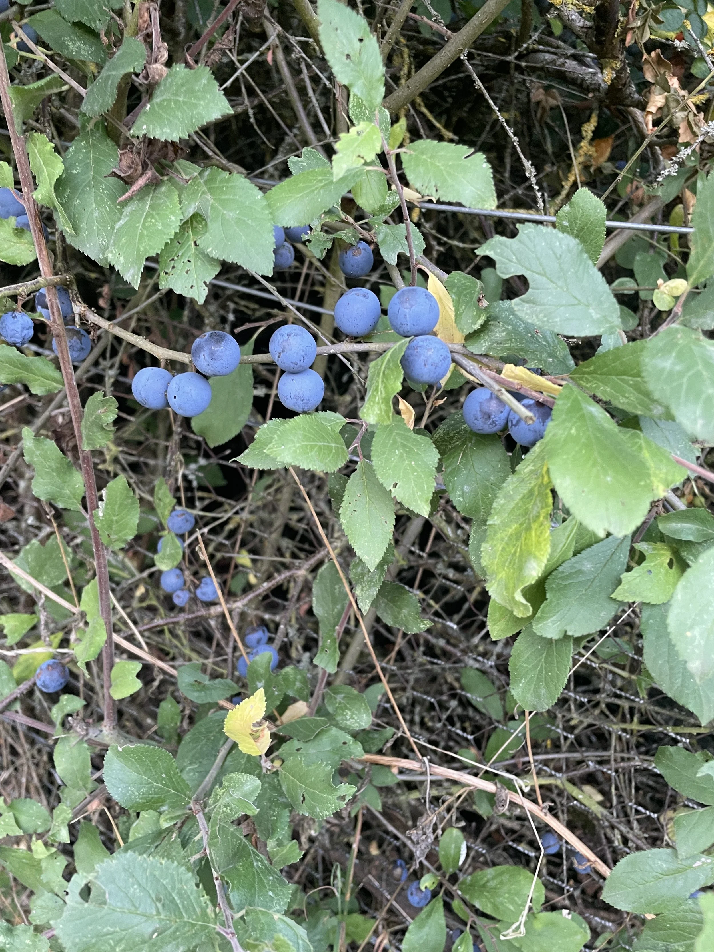 IMG_3241.jpeg