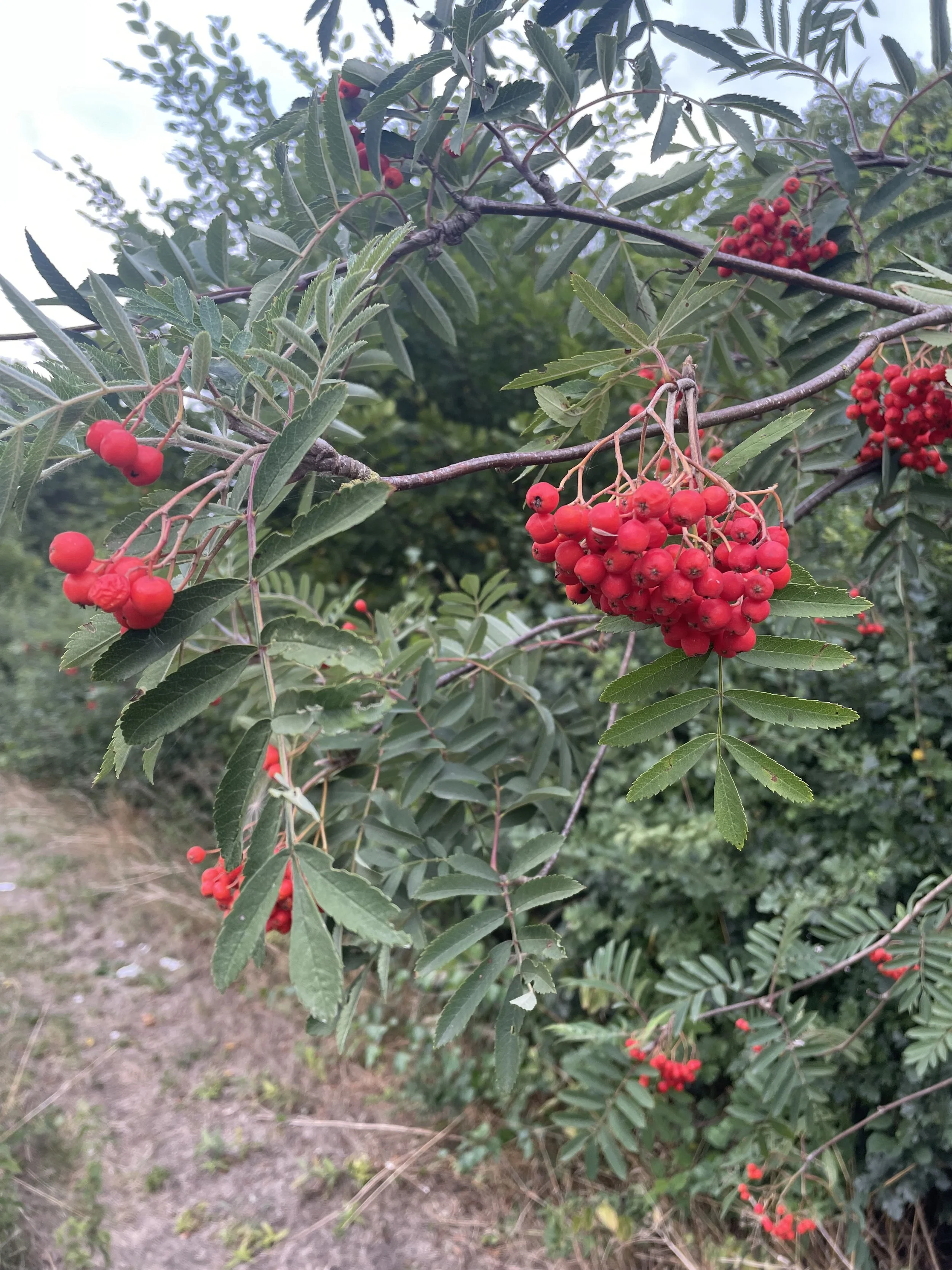 IMG_3240.jpeg
