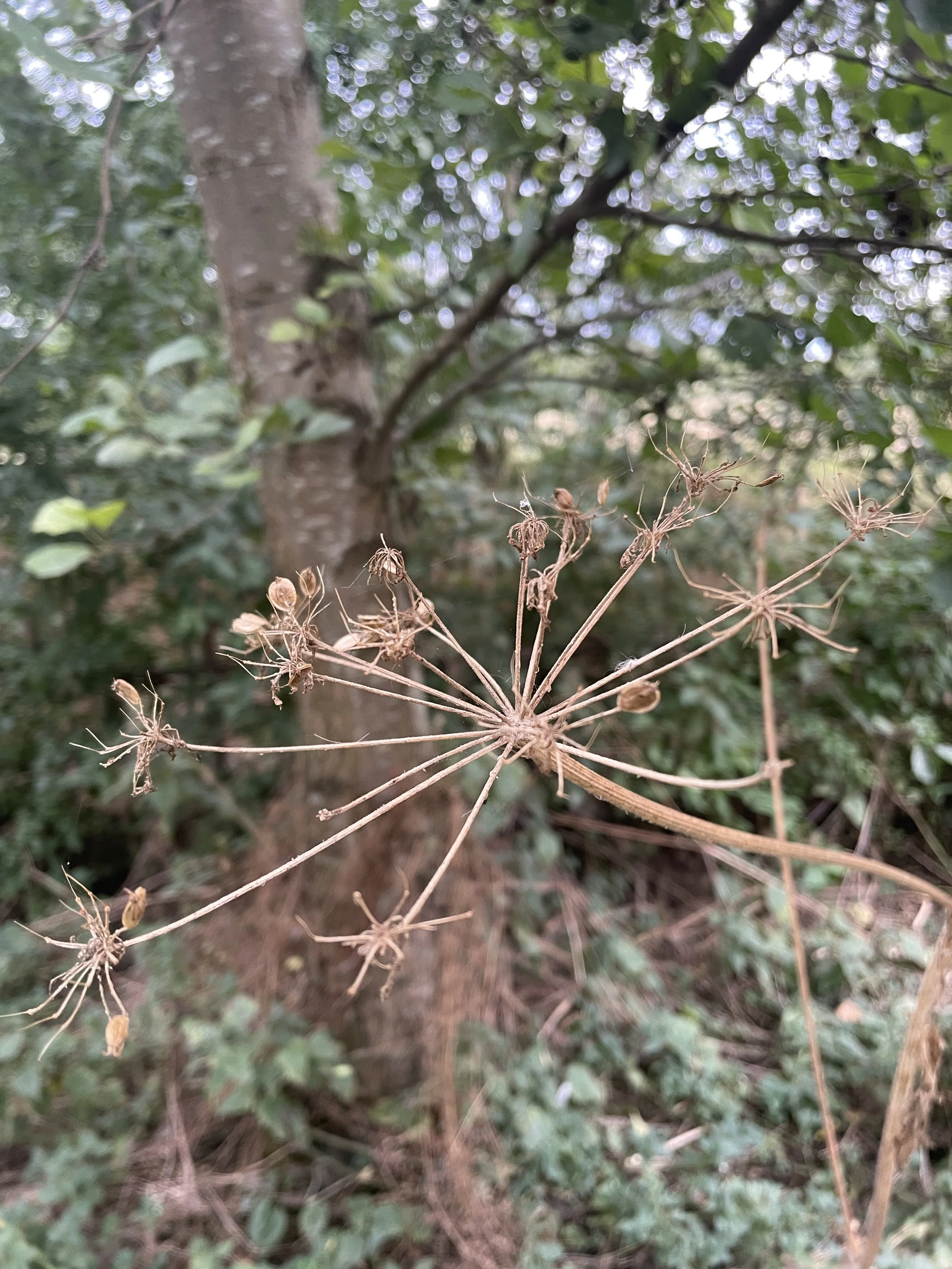 IMG_3237.jpeg