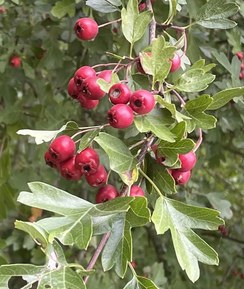 IMG_3233.jpeg