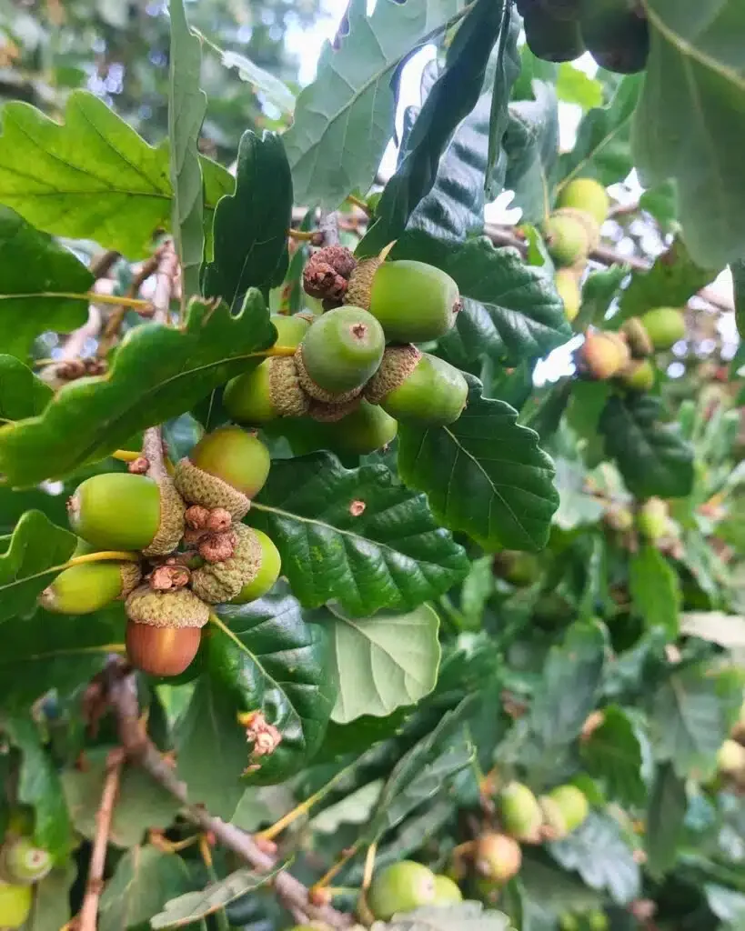 25.09.09-oak-acorns-mast-year-EB-819x1024.jpg.webp