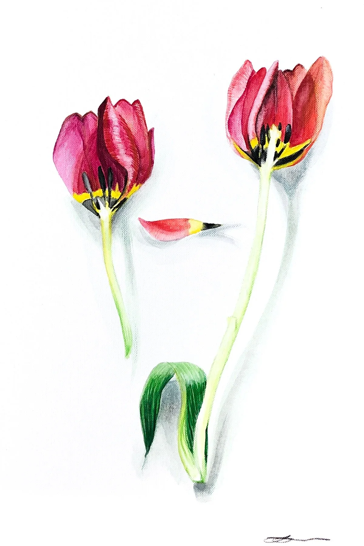Tulip 8 x 12.jpeg
