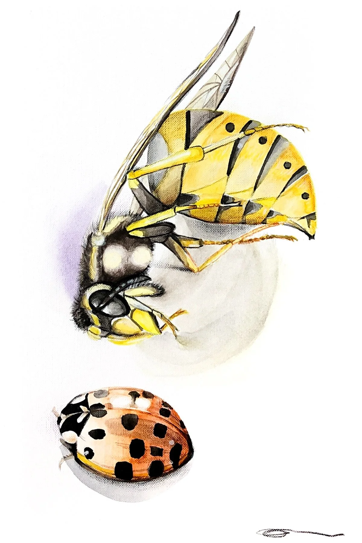 Wasp & Ladybird -  Watercolour on A4 Canvas Board - POA/Prints Available