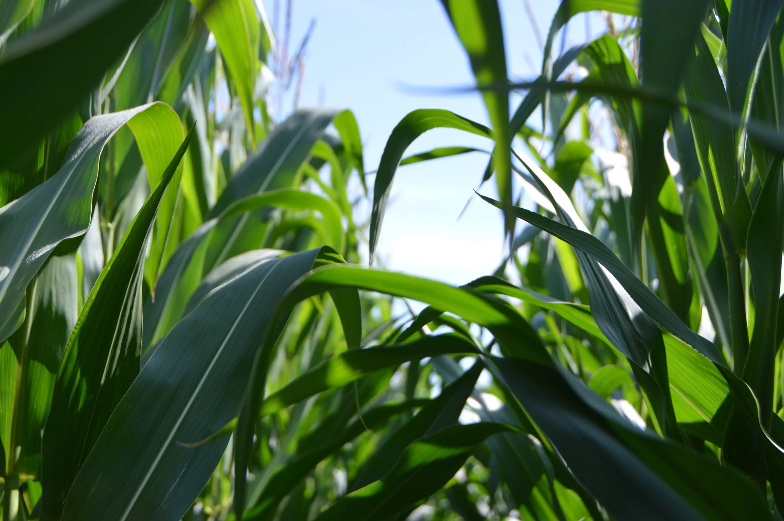 Tennessee Corn Promotion Council Names Executive Director