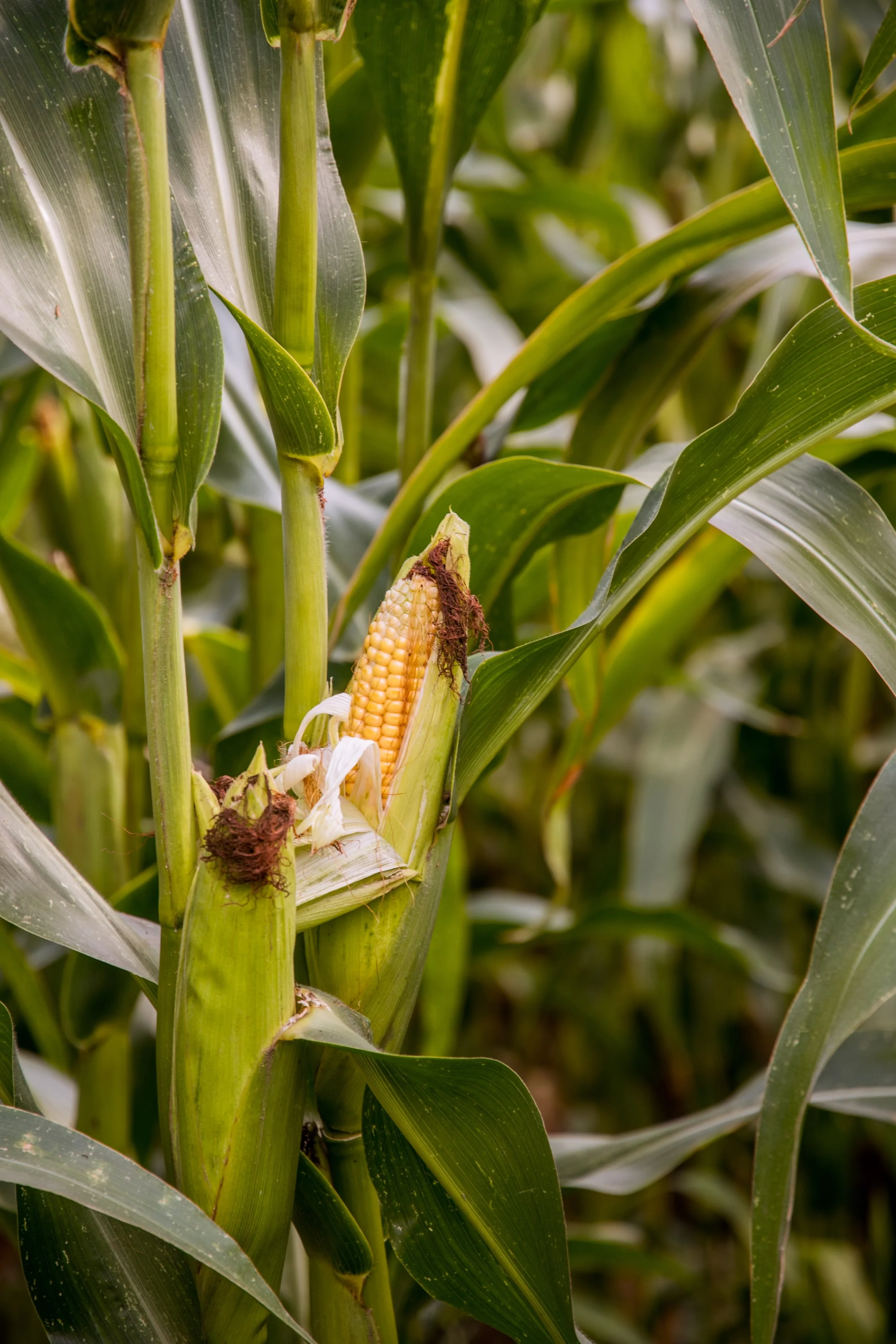 Checkoff Approval Vote Represents a Historic Opportunity for TN Corn Farmers