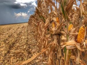 Tennessee Corn Farmers Vote in Favor of Statewide Checkoff