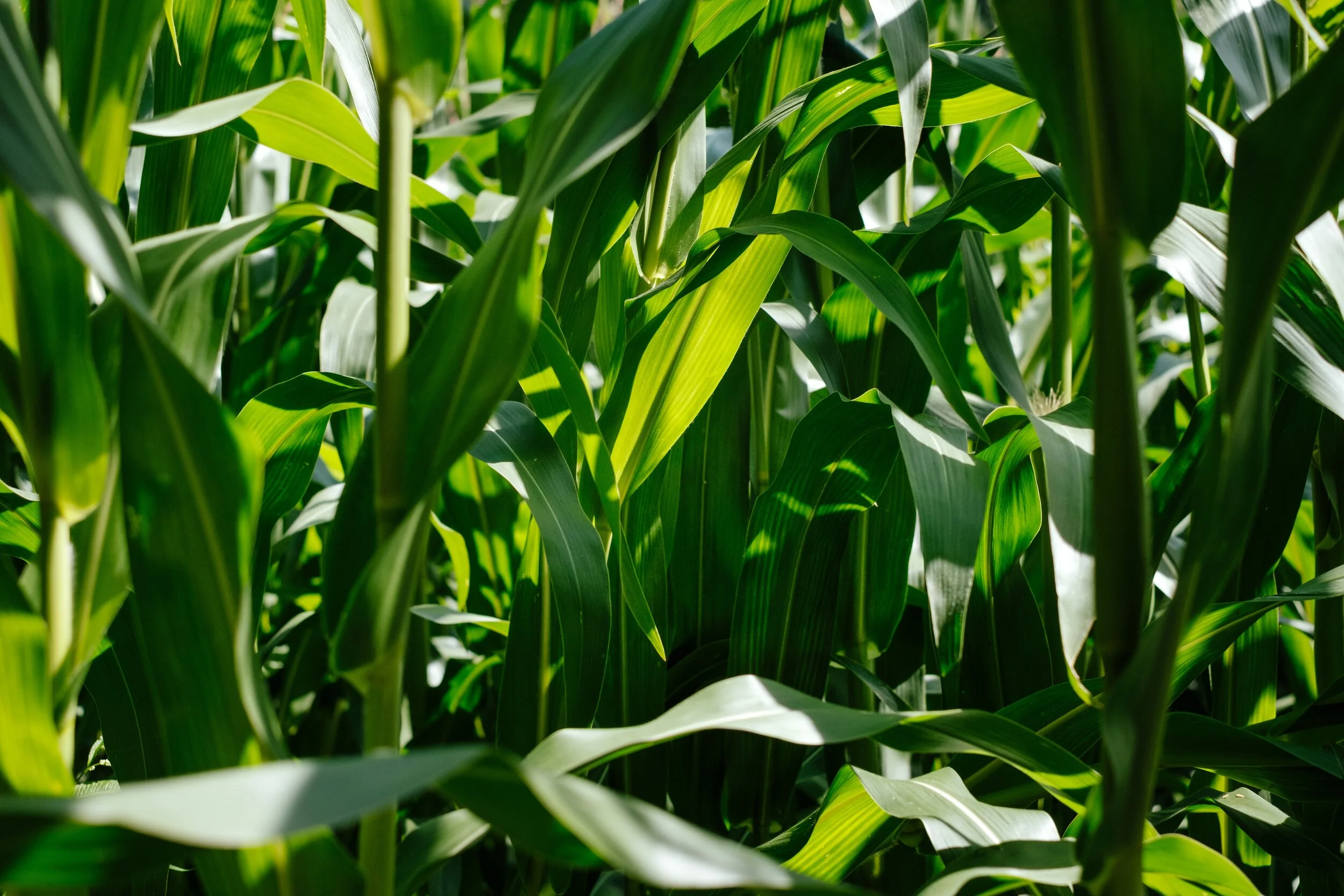 Tennessee Corn Announces Annual Meeting