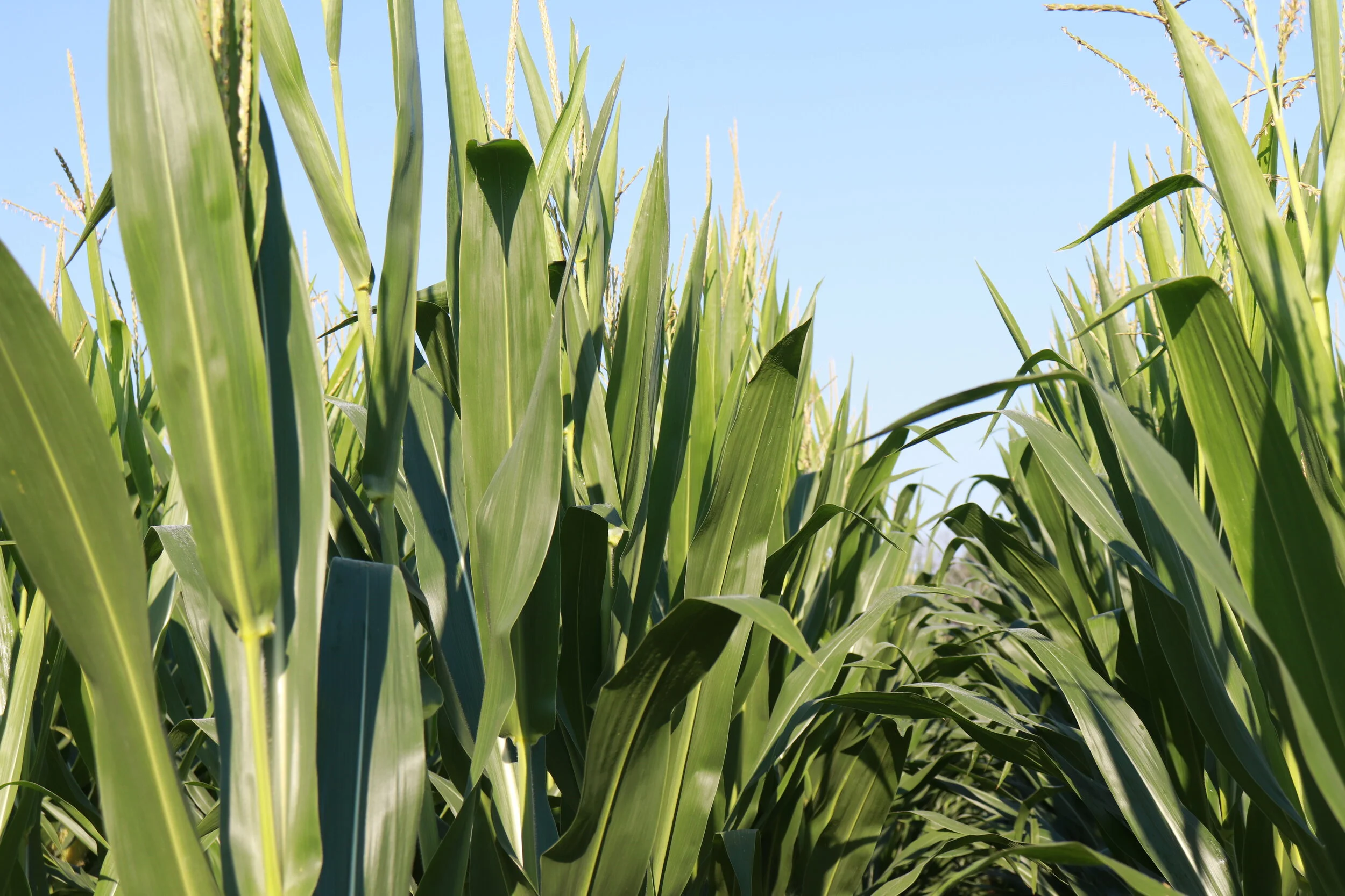 Apply for CFAP Payments by September 11