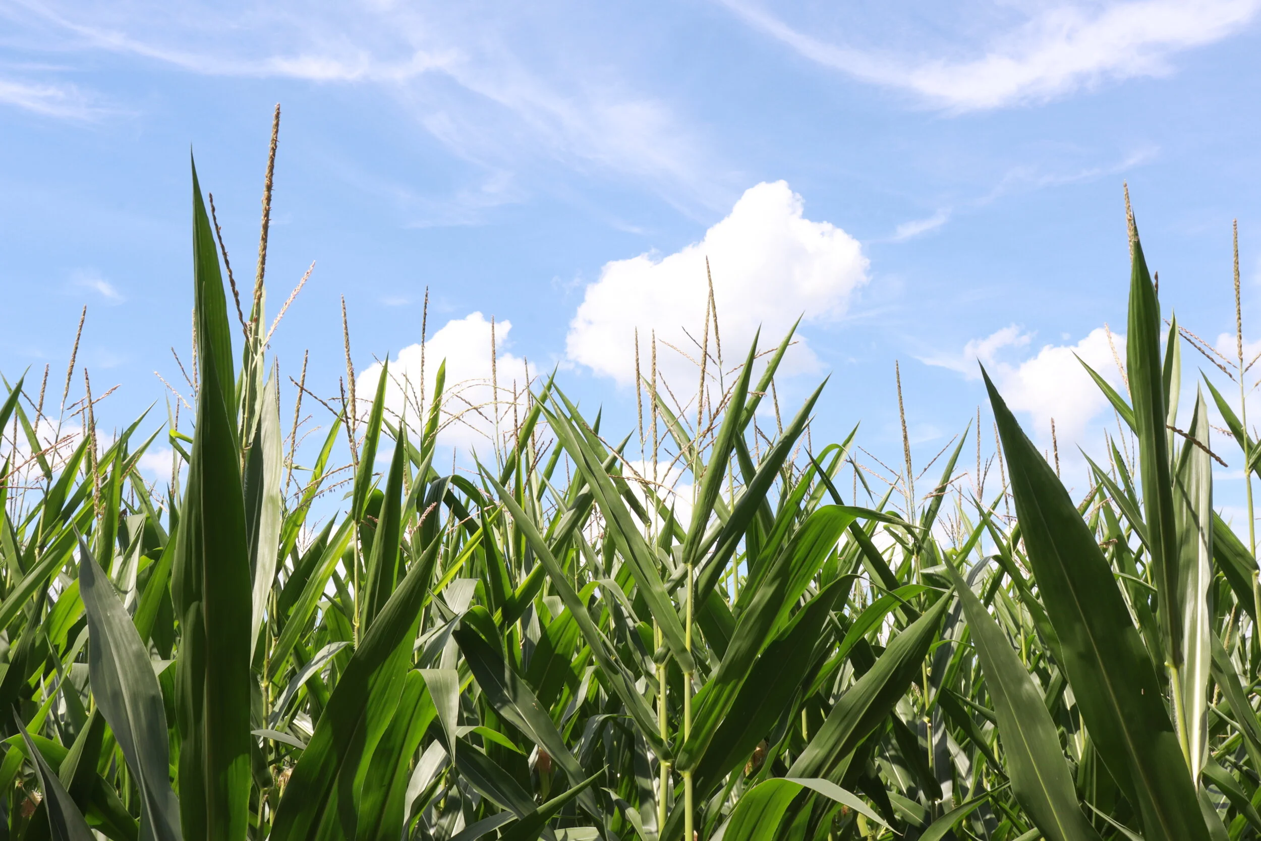 Tennessee Corn Announces 2020-2021 Farmer Leadership