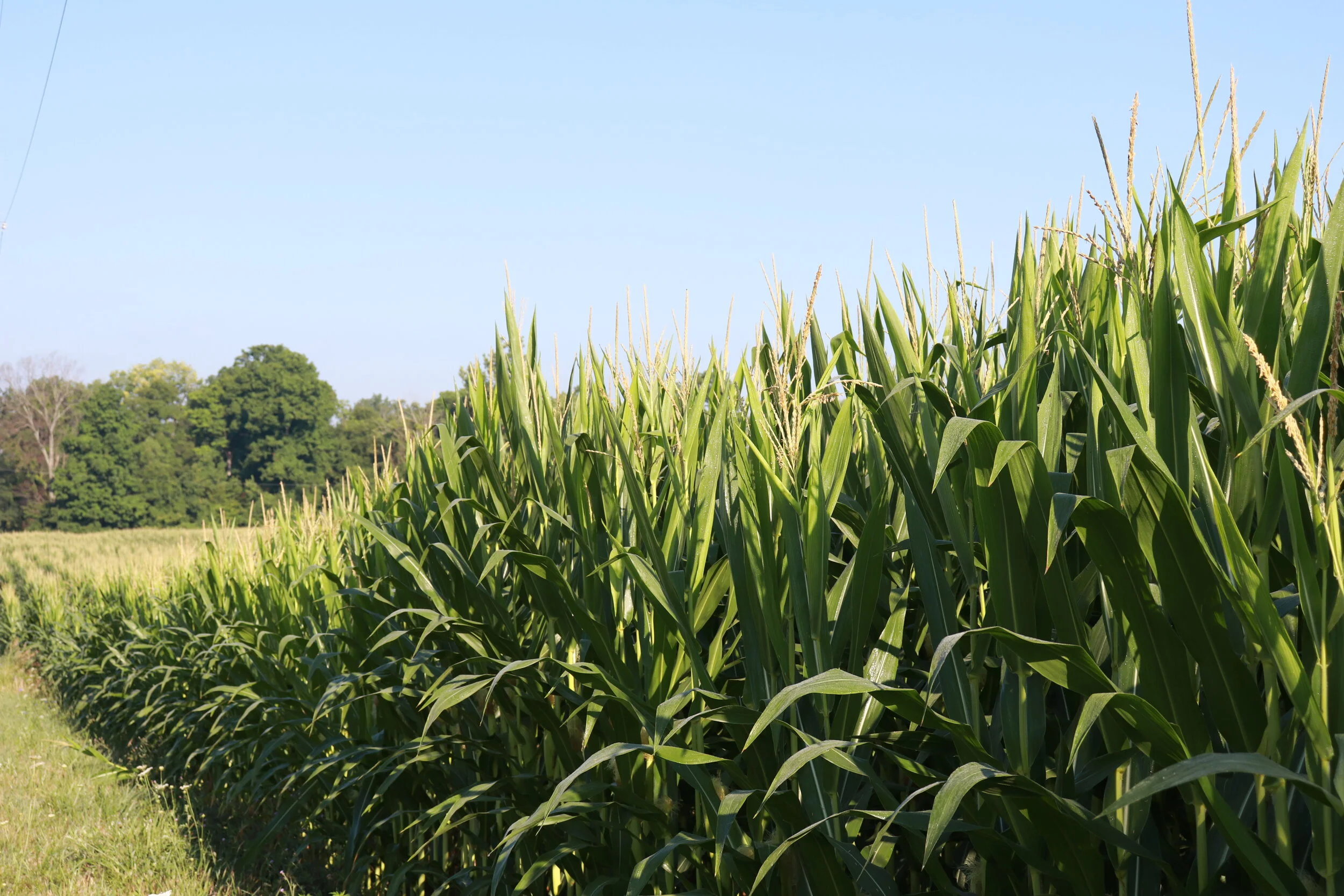 6 Things You May Not Know About Ethanol