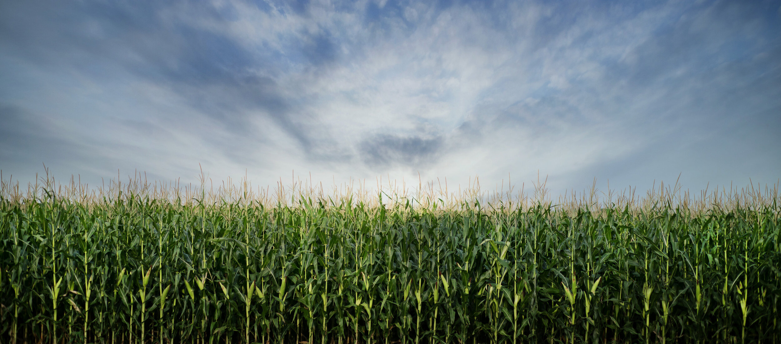 Tennessee Corn Wants to Hear From You!