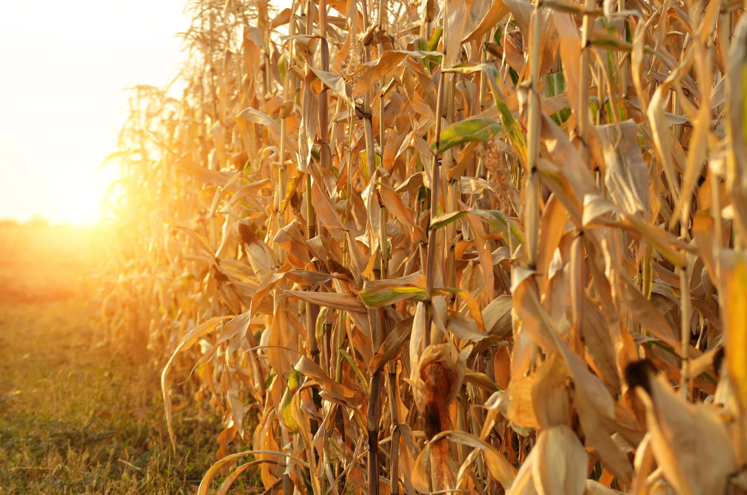 Tennessee Corn Winter Meeting to be held Jan. 6-7