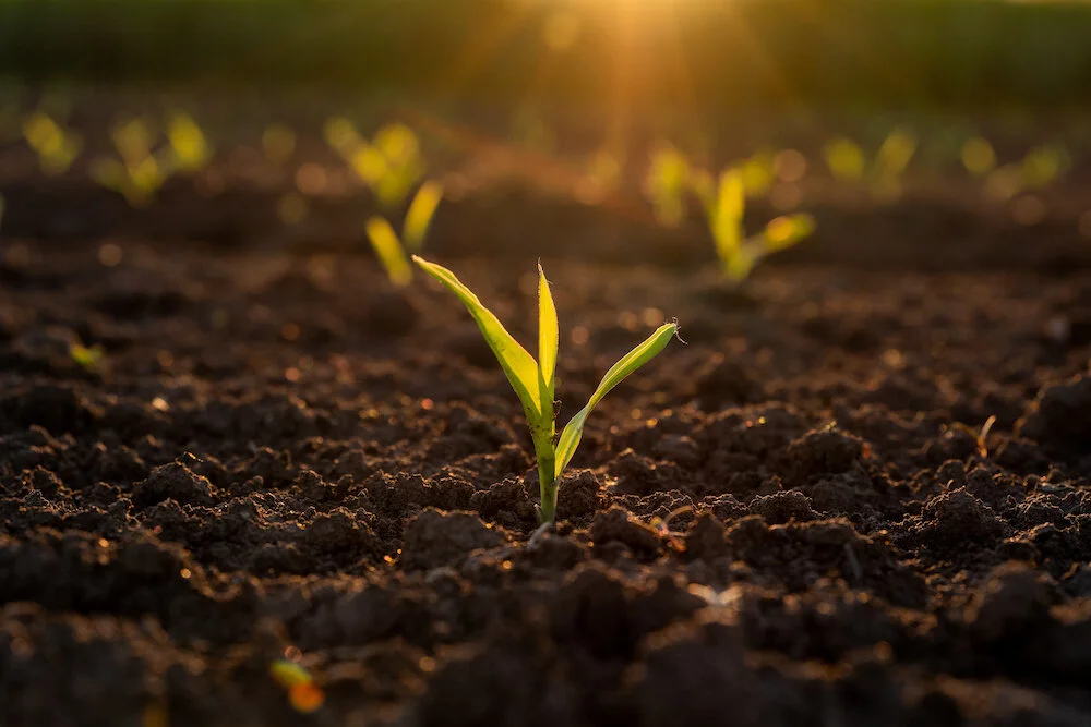 National Corn Yield Contest: Accept the Challenge 2021