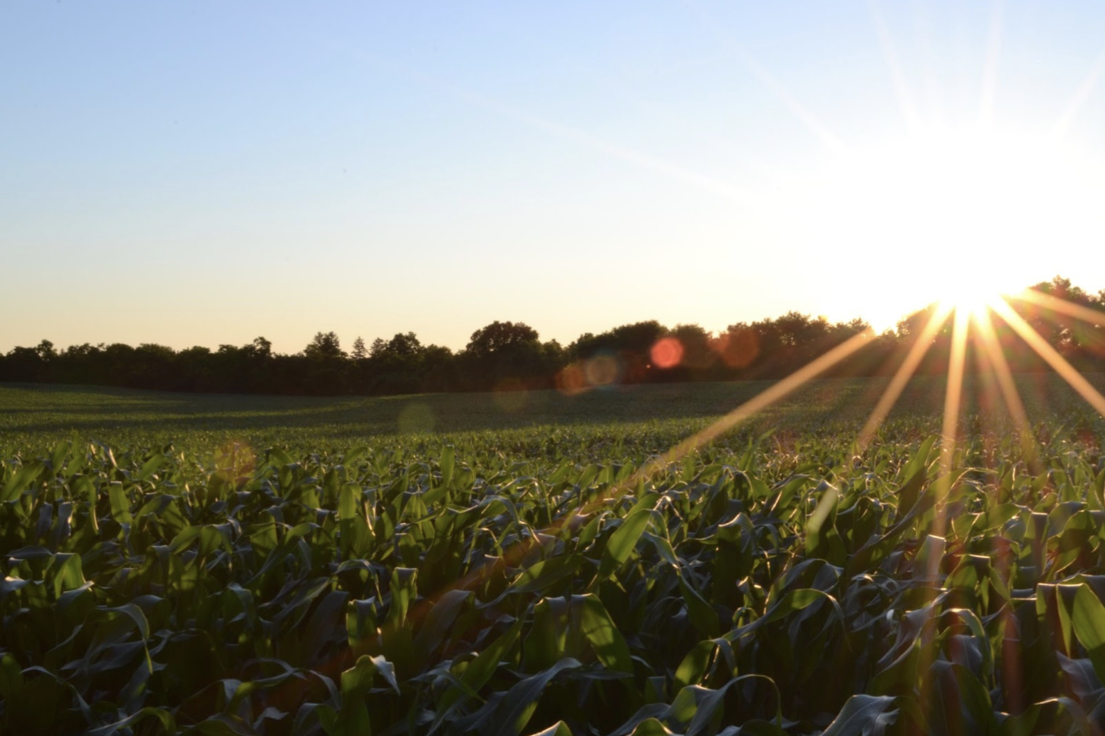 Tennessee Corn Summer Meetings to be held Aug. 4