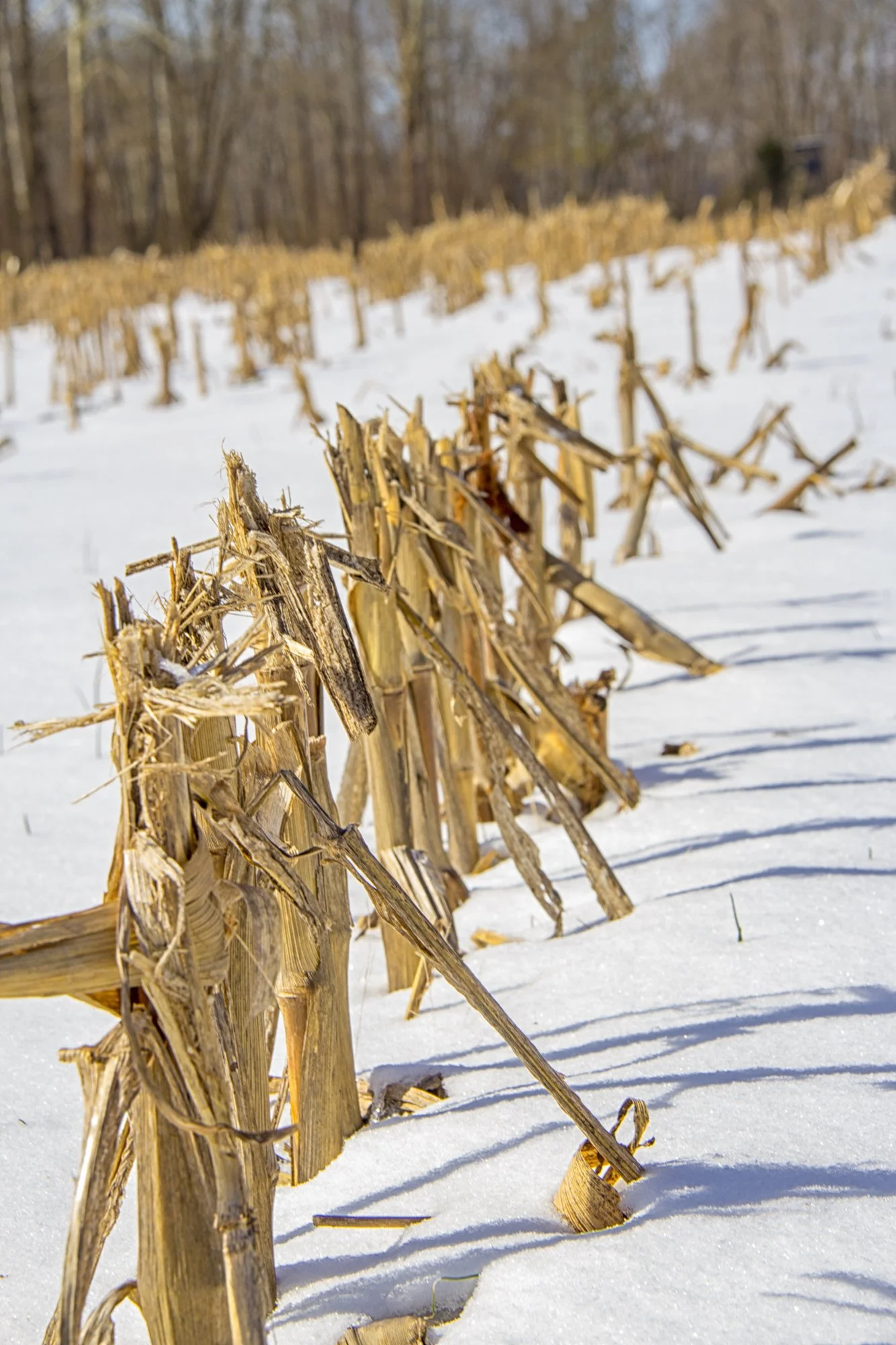 Tennessee Corn Promotion Board To Meet