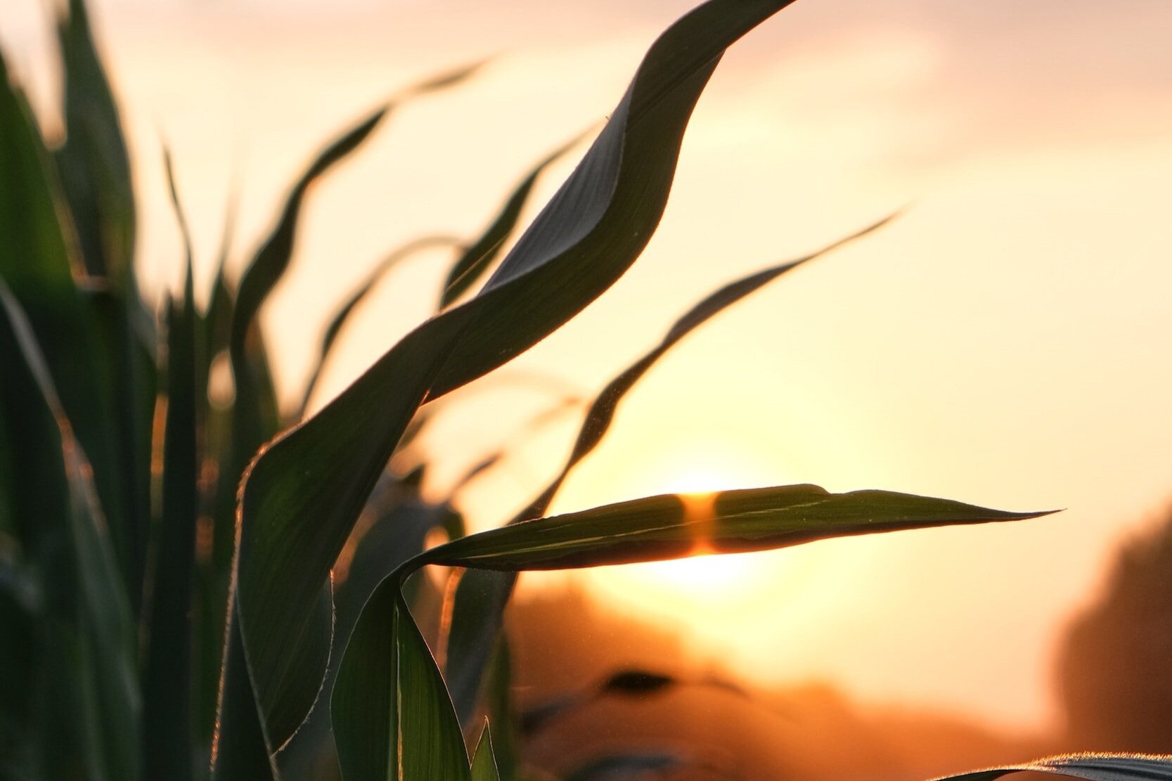 Tennessee Corn Summer Meetings to be held Aug 18