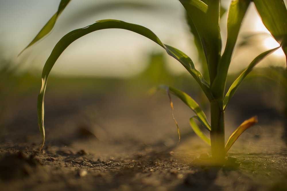 Defining Our Voice: A Policy Framework for Tennessee Corn Farmers